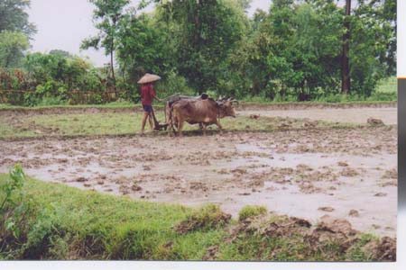 farm oxen farming