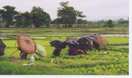 farm rice paddies