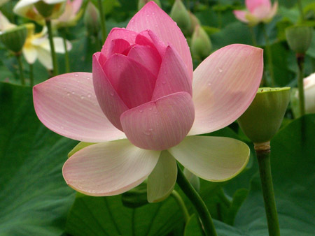 pink lotus photo taken by Michael C. Mackiewicz