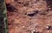 42-mtn_section_trisul