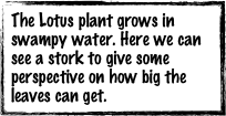 The Lotus plant grows in swampy water. Here we can see a stork to give some perspective on how big the leaves can get. 